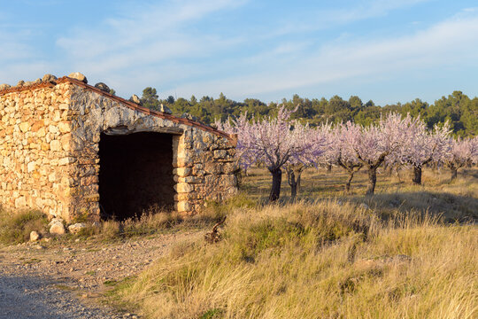 Casa rústica junto a campos de almendro en flor cerca de la población de Torás, en la provincia de Castellón. Comunidad Valenciana. España. Europa