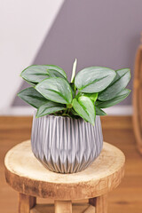 Tropical 'Scindapsus Treubii Moonlight' houseplant in flower pot on wooden table