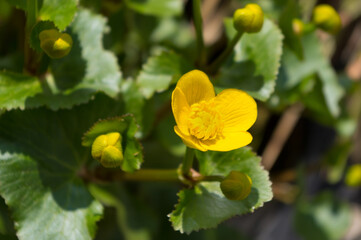 A popular decorative plant called Buttercup. Latin name Caltha. It grows in gardens and in the countryside.