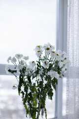 Wilted white flowers in a vase standing on the windowsill. Selective focus.