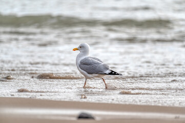 Photograph of a herring gull walking in the ocean 