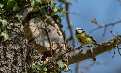 
A blue tit is perched on a branch near its nest