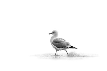 Photograph of a herring gull walking in the ocean - the bird is isolated on a white background