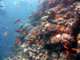 Fototapeta na wymiar Blue hole fish and coral reef