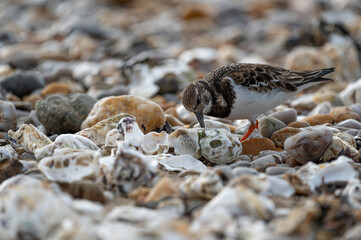 a seaside bird searching for food in the rocks of the atlantic ocean