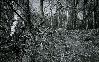 Creepy tree with twisted roots. Spooky background. Black and white. Grunge textures bacground