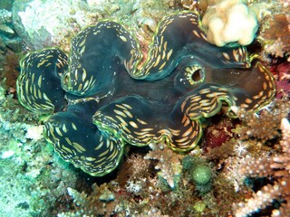 red sea colorful giant clam