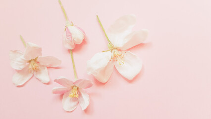 Naklejka na ściany i meble Beautiful fresh flowers of apple tree on pale pink table