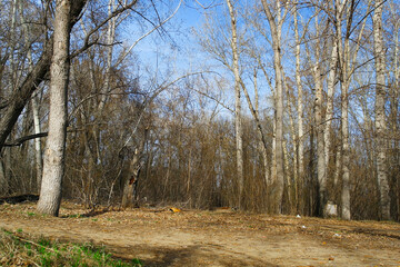 Leafless trees background. Spring. April. Forest. Grunge style. Big trees in forest grove. Irtysh River. SAMAL park, Ust-Kamenogorsk (kazakhstan)