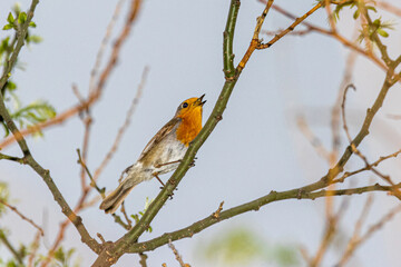 European Robin perched on a tree branch