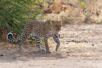 Leopard (Panthera Pardus) hunting  aroud a dry riverbed in Mashatu Game Reserve in the Tuli Block in Botswana   
