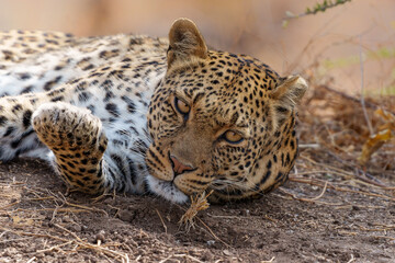 Leopard (Panthera Pardus) resting and grooming around in a dry riverbed in a Game Reserve in the Tuli Block in Botswana            
