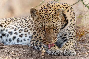 Fototapeta na wymiar Leopard (Panthera Pardus) resting and grooming around in a dry riverbed in a Game Reserve in the Tuli Block in Botswana 
