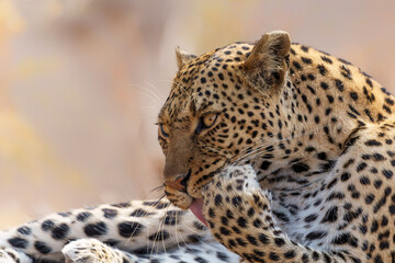 Naklejka premium Leopard (Panthera Pardus) resting and grooming around in a dry riverbed in a Game Reserve in the Tuli Block in Botswana 