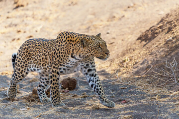 Fototapeta na wymiar Leopard (Panthera Pardus) hunting aroud a dry riverbed in Mashatu Game Reserve in the Tuli Block in Botswana 