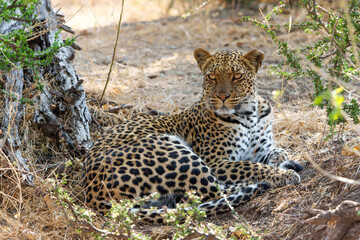 Leopard (Panthera Pardus) resting and grooming around in a dry riverbed in a Game Reserve in the Tuli Block in Botswana            