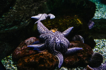 Inhabitants of the sea world in the aquarium.