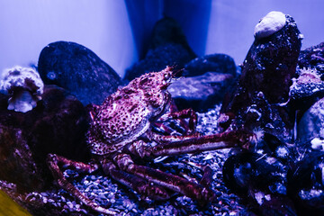 Inhabitants of the sea world in the aquarium.