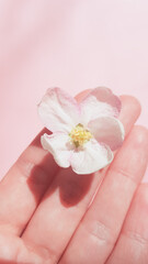 Beautiful white fresh flower of apple tree in female hand on pink background