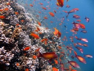 Blue hole fish and coral reef