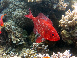 red sea big eye fish