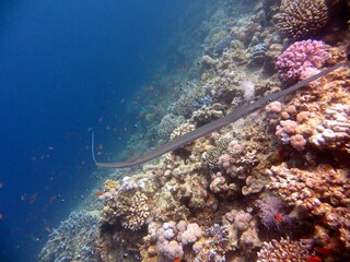 red sea trumpet fish