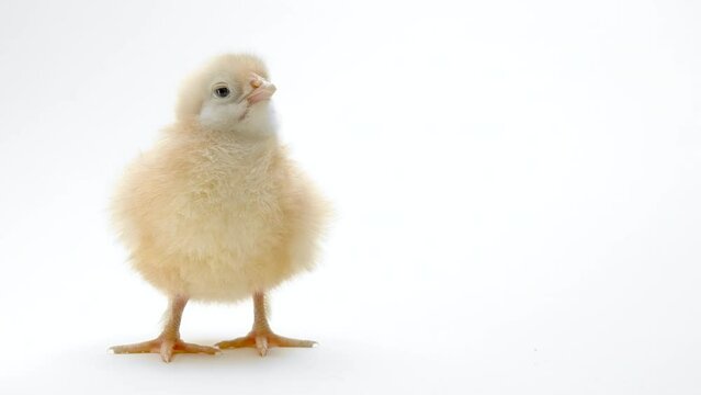 Little baby newborn chicken chick on light white studio background. Concept of traditional easter bird, spring celebration. Isolated object, perfect for projects.