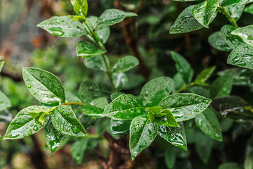 Raindrops on green foliage of climbing rose. Spring rain, freshness of green leaves, spring weather