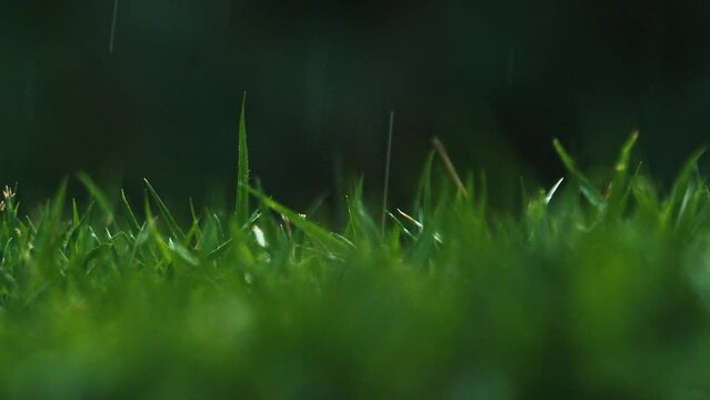 Green wet grass in the garden during the drizzling rain