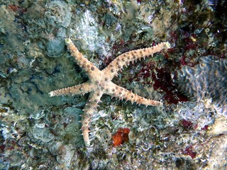 red sea starfish