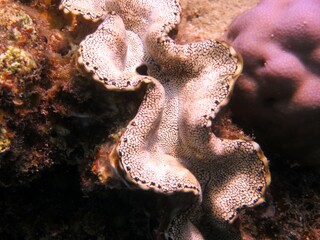 red sea colorful giant clam