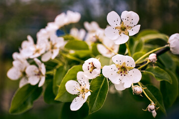 White flowers of a blooming garden close-up. Pear tree in blossom close-up. Gardening and garden care. Beautiful natural wallpaper. Delicate beauty. Spring mood. Detail of a orchard. Cultivated plant