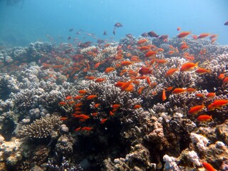 Blue hole fish and coral reef