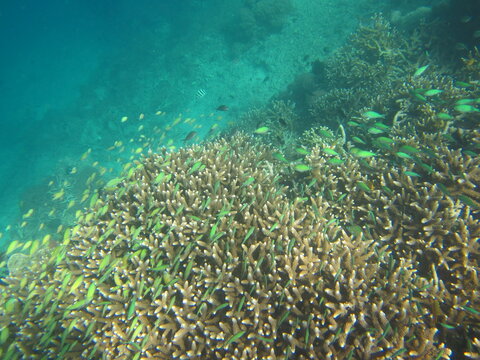 Fond marin avec des coraux et banc de petits poissons en vue surplombant l'écosystème, dans des teintes de bleu turquoise clair