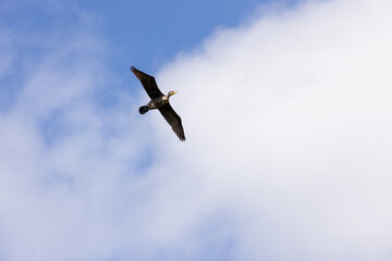 cormorant_009