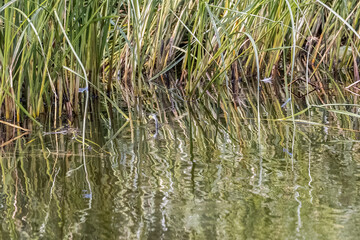 Dragonfly and damselflies
