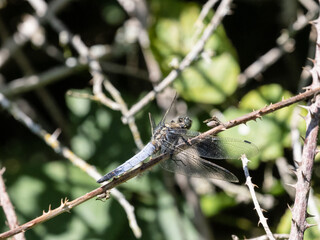 dragonfly 49