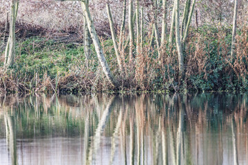 woodland 259