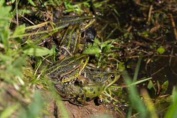 Lithobates clamitans - Green Frog - Grenouille verte