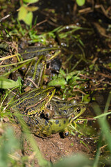 Lithobates clamitans - Green Frog - Grenouille verte