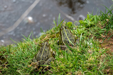 Lithobates clamitans - Green Frog - Grenouille verte