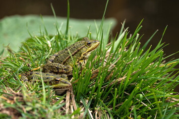 Lithobates clamitans - Green Frog - Grenouille verte