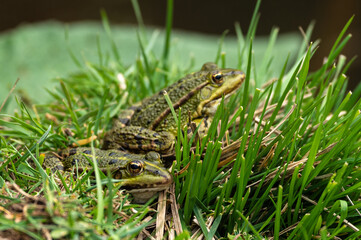 Lithobates clamitans - Green Frog - Grenouille verte