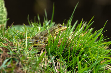 Lithobates clamitans - Green Frog - Grenouille verte
