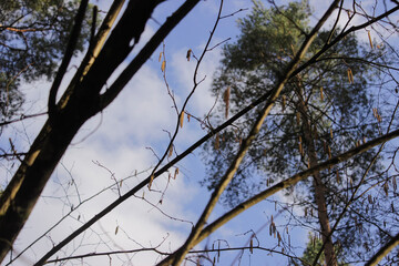 Aspen catkins on a branch close up. Forest in early spring