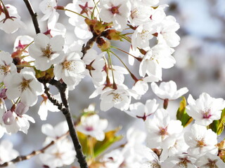 cherry tree blossom