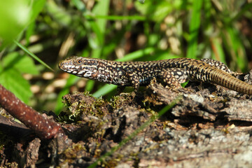 The male of Podarcis muralis usually has beautiful blue ocelli