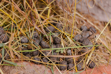 Small pile of rabbit droppings