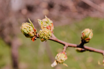  Close-up of red unopened buds of apple tree flowers on a tree with a green blurred background.