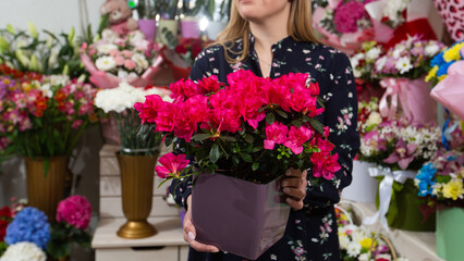 Female hold a flower pot with pink azalea in her hands on flower shop background.